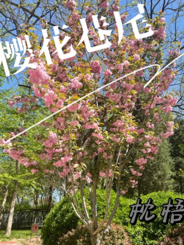 樱花巷尾